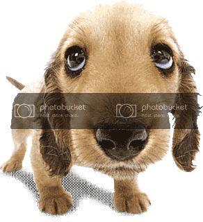 Click image for larger version

Name:	1157988996sobakaui81.gif
Views:	21
Size:	421.1 KB
ID:	261578