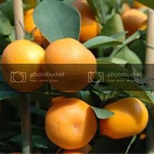 Click image for larger version

Name:	quat.jpg
Views:	33
Size:	13.9 KB
ID:	261612