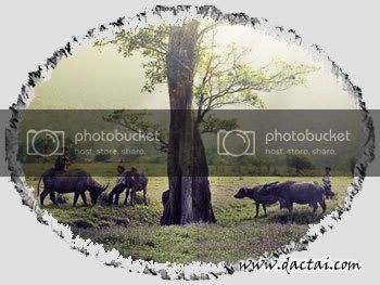Click image for larger version

Name:	chanTrauframe-1.jpg
Views:	17
Size:	31.6 KB
ID:	261613