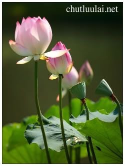 Click image for larger version

Name:	IMG_0057.jpg
Views:	49
Size:	20.2 KB
ID:	261635