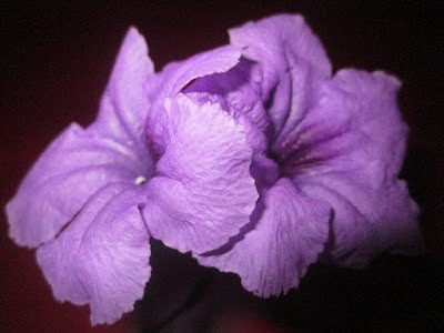 Click image for larger version

Name:	IMG_7050.jpg
Views:	96
Size:	25.1 KB
ID:	262848