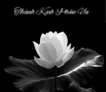 Click image for larger version  Name:	hoasenthanhkinhphanuu.jpg Views:	40 Size:	19.4 KB ID:	264926