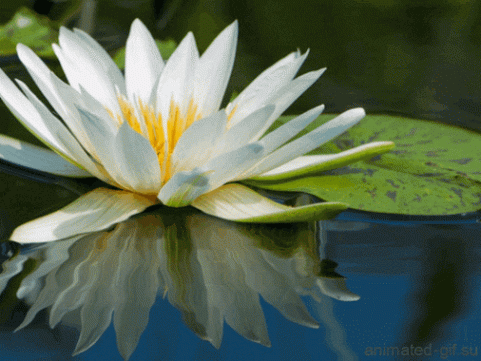 Click image for larger version

Name:	5.gif
Views:	280
Size:	92.0 KB
ID:	265381