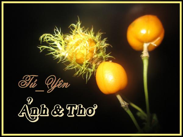 Click image for larger version

Name:	ty-anhtho.jpg
Views:	79
Size:	34.6 KB
ID:	266474