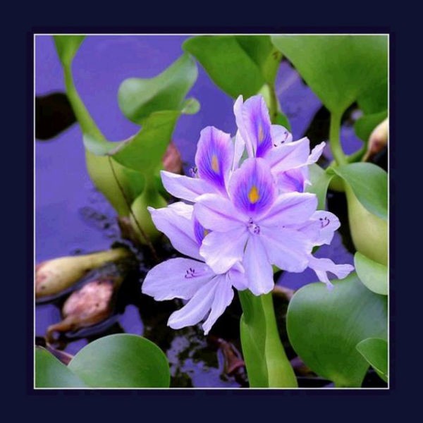 Click image for larger version

Name:	lbinh.jpg
Views:	276
Size:	60.4 KB
ID:	266062