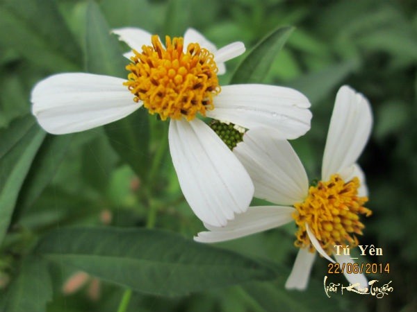 Click image for larger version

Name:	cuctrg10.jpg
Views:	415
Size:	44.9 KB
ID:	266068