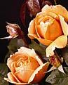 Click image for larger version

Name:	user2940_pic276_1220858029_thumb.jpg
Views:	267
Size:	6.0 KB
ID:	241211
