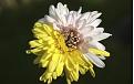 Click image for larger version

Name:	adfrare-flower24891.jpg
Views:	79
Size:	18.5 KB
ID:	241491